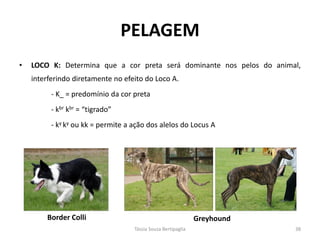 •LOCO K: Determina que a cor preta será dominante nos pelos do animal, interferindo diretamente no efeito do Loco A. 
- K_ = predomínio da cor preta 
- kbr kbr = “tigrado” 
- ky ky ou kk = permite a ação dos alelos do Locus A 
PELAGEM 
Border Colli 
Greyhound 
Tássia Souza Bertipaglia 
38  