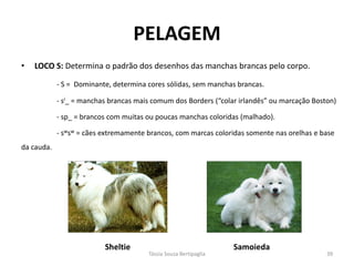 •LOCO S: Determina o padrão dos desenhos das manchas brancas pelo corpo. 
- S = Dominante, determina cores sólidas, sem manchas brancas. 
- si_ = manchas brancas mais comum dos Borders (“colar irlandês” ou marcação Boston) 
- sp_ = brancos com muitas ou poucas manchas coloridas (malhado). 
- swsw = cães extremamente brancos, com marcas coloridas somente nas orelhas e base da cauda. 
PELAGEM 
Sheltie 
Samoieda 
Tássia Souza Bertipaglia 
39  