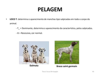 •LOCO T: determina o aparecimento de manchas tipo salpicadas em todo o corpo do animal. 
- T_ = Dominante, determina o aparecimento da característica, pelos salpicados. 
- tt = Recessivo, cor normal. 
PELAGEM 
Dalmata 
Braco saint germain 
Tássia Souza Bertipaglia 
40  