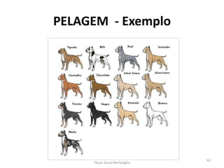 PELAGEM - Exemplo 
Tássia Souza Bertipaglia 
43  