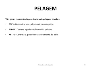 Três genes responsáveis pela textura de pelagem em cães: 
•FGF5 - Determina se o pelo é curto ou comprido. 
•RSPO2 - Confere bigode e sobrancelha peludos. 
•KRT71 - Controla o grau de encaracolamento do pelo. 
PELAGEM 
Tássia Souza Bertipaglia 
44  