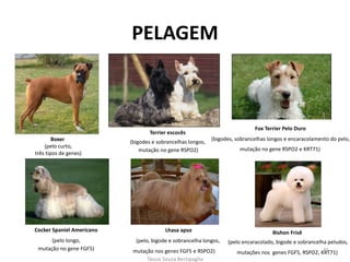 PELAGEM 
Boxer 
(pelo curto, 
três tipos de genes) 
Terrier escocês 
(bigodes e sobrancelhas longos, 
mutação no gene RSPO2) 
Fox Terrier Pelo Duro 
(bigodes, sobrancelhas longos e encaracolamento do pelo, 
Cocker Spaniel Americano 
(pelo longo, 
mutação no gene FGF5) 
Lhasa apso 
(pelo, bigode e sobrancelha longos, 
mutação nos genes FGF5 e RSPO2) 
Bishon Frisê 
(pelo encaracolado, bigode e sobrancelha peludos, 
mutações nos genes FGF5, RSPO2, KRT71) 
mutação no gene RSPO2 e KRT71) 
Tássia Souza Bertipaglia 
45 
 