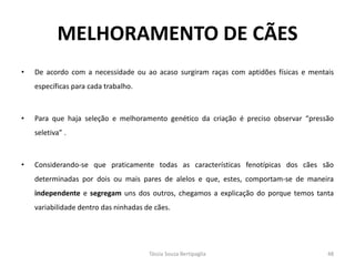 MELHORAMENTO DE CÃES 
•De acordo com a necessidade ou ao acaso surgiram raças com aptidões físicas e mentais específicas para cada trabalho. 
•Para que haja seleção e melhoramento genético da criação é preciso observar “pressão seletiva” . 
•Considerando-se que praticamente todas as características fenotípicas dos cães são determinadas por dois ou mais pares de alelos e que, estes, comportam-se de maneira independente e segregam uns dos outros, chegamos a explicação do porque temos tanta variabilidade dentro das ninhadas de cães. 
Tássia Souza Bertipaglia 
48  