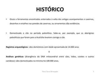 •Ossos e ferramentas encontrados enterrados à volta dos antigos acampamentos e cavernas, desenhos e entalhes nas paredes de cavernas, ou ornamentos dão evidências. 
•Domesticado o cão no período paleolítico. Sabe-se, por exemplo, que os aborígines paleolíticos que foram para a Austrália levaram consigo o cão. 
Registros arqueológicos: cães domésticos com idade aproximada de 14.000 anos 
X 
Análises genéticas (divergência do DNA mitocondrial entre cães, lobos, coiotes e outros canídeos): cães domesticados no mínimo há 100.000 anos. 
HISTÓRICO 
Tássia Souza Bertipaglia 
5  