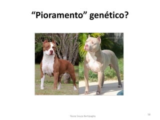 “Pioramento” genético? 
Tássia Souza Bertipaglia 
58  