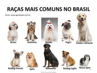 RAÇAS MAIS COMUNS NO BRASIL 
Fonte: www.agendapet.com.br 
Tássia Souza Bertipaglia 
59 
Shitzu 
Yorkshire 
Maltês 
Pug 
Golden retriever 
Buldog francês 
Spitz 
Rottweiler 
Buldog inglês 
Ilhasa apso  