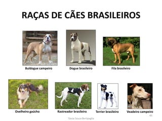 RAÇAS DE CÃES BRASILEIROS 
Buldogue campeiro 
Dogue brasileiro 
Fila brasileiro 
Ovelheiro gaúcho 
Rastreador brasileiro 
Terrier brasileiro 
Veadeiro campeiro 
Tássia Souza Bertipaglia 
60  