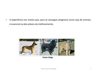 •A experiência nos mostra que, para se conseguir progresso numa raça de animais, é essencial os dois pilares do melhoramento. 
Tássia Souza Bertipaglia 
7 
Pastor Belga  