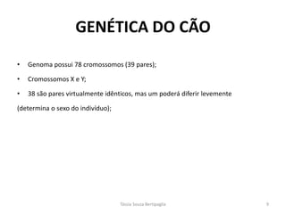 GENÉTICA DO CÃO 
•Genoma possui 78 cromossomos (39 pares); 
•Cromossomos X e Y; 
•38 são pares virtualmente idênticos, mas um poderá diferir levemente 
(determina o sexo do indivíduo); 
Tássia Souza Bertipaglia 
9  