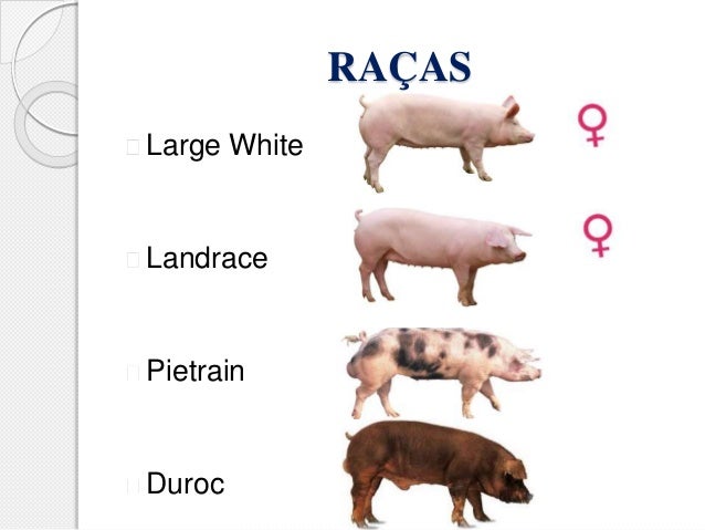 Resultado de imagem para suinos raças