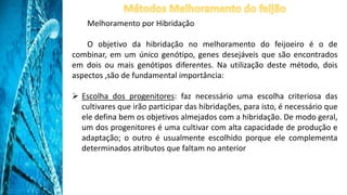 Melhoramento por Hibridação
O objetivo da hibridação no melhoramento do feijoeiro é o de
combinar, em um único genótipo, genes desejáveis que são encontrados
em dois ou mais genótipos diferentes. Na utilização deste método, dois
aspectos ,são de fundamental importância:
 Escolha dos progenitores: faz necessário uma escolha criteriosa das
cultivares que irão participar das hibridações, para isto, é necessário que
ele defina bem os objetivos almejados com a hibridação. De modo geral,
um dos progenitores é uma cultivar com alta capacidade de produção e
adaptação; o outro é usualmente escolhido porque ele complementa
determinados atributos que faltam no anterior
 