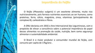 O feijão (Phaseolus vulgaris) é um excelente alimento, muito rico
nutricionalmente, pois fornece nutrientes essenciais ao ser humano, como
proteínas, ferro, cálcio, magnésio, zinco, vitaminas (principalmente do
complexo B), carboidratos e fibras.
A ONU declarou em 2016 o Ano Internacional das Leguminosas, com o
propósito de elevar a consciência sobre a potencial importância do papel
desses alimentos na promoção da saúde, nutrição, bem como segurança
alimentar e sustentabilidade ambiental.
O Brasil é o maior produtor e consumidor mundial de feijão, com
consumo per capita de 17kg/ano .
 