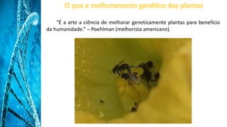 “É a arte a ciência de melhorar geneticamente plantas para benefício
da humanidade.” – Poehlman (melhorista americano).
 