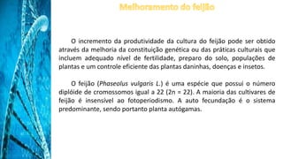 O incremento da produtividade da cultura do feijão pode ser obtido
através da melhoria da constituição genética ou das práticas culturais que
incluem adequado nível de fertilidade, preparo do solo, populações de
plantas e um controle eficiente das plantas daninhas, doenças e insetos.
O feijão (Phaseolus vulgaris L.) é uma espécie que possui o número
diplóide de cromossomos igual a 22 (2n = 22). A maioria das cultivares de
feijão é insensível ao fotoperiodismo. A auto fecundação é o sistema
predominante, sendo portanto planta autógamas.
 