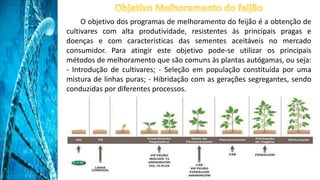 O objetivo dos programas de melhoramento do feijão é a obtenção de
cultivares com alta produtividade, resistentes às principais pragas e
doenças e com características das sementes aceitáveis no mercado
consumidor. Para atingir este objetivo pode-se utilizar os principais
métodos de melhoramento que são comuns às plantas autógamas, ou seja:
- Introdução de cultivares; - Seleção em população constituída por uma
mistura de linhas puras; - Hibridação com as gerações segregantes, sendo
conduzidas por diferentes processos.
 