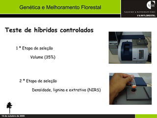 Genética e Melhoramento Florestal



   Teste de híbridos controlados

             1 ª Etapa de seleção

                        Volume (35%)




                2 ª Etapa de seleção

                        Densidade, lignina e extrativo (NIRS)




14 de outubro de 2009
 