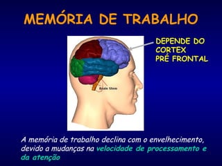 MEMÓRIA DE TRABALHO
DEPENDE DO
CORTEX
PRÉ FRONTAL
A memória de trabalho declina com o envelhecimento,
devido a mudanças na velocidade de processamento e
da atenção
 