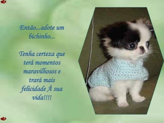 Então...adote um bichinho... Tenha certeza que terá momentos maravilhosos e trará mais felicidade À sua vida!!!! 
