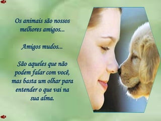 Os animais são nossos melhores amigos... Amigos mudos... São aqueles que não podem falar com você, mas basta um olhar para entender o que vai na sua alma. 