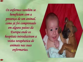 Os enfermos também se beneficiam com a presença de um animal, como já foi comprovado em alguns países da Europa onde os hospitais introduziram a visita terapêutica de animais nas suas enfermarias.  