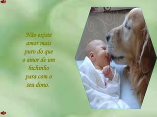 Não existe amor mais puro do que o amor de um bichinho para com o seu dono.  