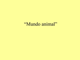 “Mundo animal”
 