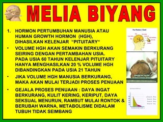 1. HORMON PERTUMBUHAN MANUSIA ATAU
   HUMAN GROWTH HORMON (HGH),
   DIHASILKAN KELENJAR “PITUITARY“
• VOLUME HGH AKAN SEMAKIN BERKURANG
   SEIRING DENGAN PERTAMBAHAN USIA.
   PADA USIA 60 TAHUN KELENJAR PITUITARY
   HANYA MENGHASILKAN 20 % VOLUME HGH
   DIBANDINGKAN PADA USIA 21 TAHUN
• JIKA VOLUME HGH MANUSIA BERKURANG,
   MAKA AKAN MULAI TERJADI PROSES PENUAAN
•   GEJALA PROSES PENUAAN : DAYA INGAT
    BERKURANG, KULIT KERING, KERIPUT, DAYA
    SEKSUAL MENURUN, RAMBUT MULAI RONTOK &
    BERUBAH WARNA, METABOLISME DIDALAM
    TUBUH TIDAK SEIMBANG
 