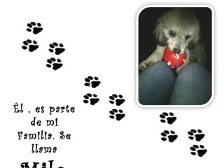 Él , es parte 
de mi 
Familia. Se 
llama 
Milo 
 