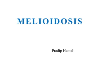 MELIOIDOSIS
Pradip Hamal
 