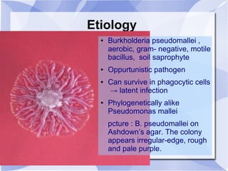 Etiology 
● Burkholderia pseudomallei , 
aerobic, gram- negative, motile 
bacillus, soil saprophyte 
● Oppurtunistic pathogen 
● Can survive in phagocytic cells 
→ latent infection 
● Phylogenetically alike 
Pseudomonas mallei 
pcture : B. pseudomallei on 
Ashdown’s agar. The colony 
appears irregular-edge, rough 
and pale purple. 
 