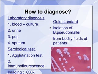 How to diagnose? 
Laboratory diagnosis 
1. blood – culture 
2. urine 
3. pus 
4. sputum 
Serological test 
1. Agglutination test 
2. 
Immunoflourescence 
Imaging : CXR 
Gold standard 
● Isolation of 
B.pseudomallei 
from bodily fluids of 
patients 
 