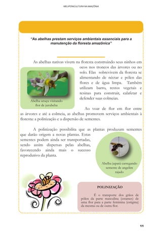 11
MELIPONICULTURA NA AMAZÔNIA
“As abelhas prestam serviços ambientais essenciais para a
manutenção da floresta amazônica”
	 As abelhas nativas vivem na floresta construindo seus ninhos em
ocos nos troncos das árvores ou no
solo. Elas sobrevivem da floresta se
alimentando de néctar e pólen das
flores e de água limpa. Também
utilizam barro, restos vegetais e
resinas para construir, calafetar e
defender suas colmeias.
	 Ao voar de flor em flor entre
as árvores e até a colmeia, as abelhas promovem serviços ambientais à
floresta: a polinização e a dispersão de sementes.
	 A polinização possibilita que as plantas produzam sementes
que darão origem a novas plantas. Estas
sementes podem ainda ser transportadas,
sendo assim dispersas pelas abelhas,
favorecendo ainda mais o sucesso
reprodutivo da planta.
Abelha uruçu visitando
flor de jurubeba
POLINIZAÇÃO
	 É o transporte dos grãos de
pólen da parte masculina (estames) de
uma flor para a parte feminina (estigma)
da mesma ou de outra flor.
Abelha jupará carregando
semente de angelim
rajado
 