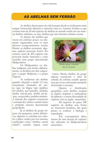12
PROJETO FRONTEIRA
outros. Muitas abelhas do grupo
trigona constroem o tubo de
entrada da colônia usando apenas
cera, por vezes, misturada a própolis
(formando o cerume).
	 Quanto a distribuição
geográfica, estas abelhas ocupam
as regiões tropicais e subtropicais
do planeta e a maior diversidade de
espécies está na região amazônica.
	 Há registros de quase 200
espécies de abelhas sem ferrão
na Amazônia brasileira, das quais
pouco se conhece a biologia e
reprodução.
	 Em consequência disto,
menos de uma dezena de espécies
são utilizadas na Meliponicultura
amazônica.
	 As demais são abelhas que
vivem em colônias pouco ou alta-
mente organizadas, com os mais
diversos comportamentos sociais.
Dentre as abelhas eussociais, algu-
mas espécies possuem ferrão. No
entanto, cerca de 400 espécies não
possuem ferrão funcional e estão
reunidas num grupo denominado
Meliponínios.
	 Os Meliponínios ou abe-
lhas indígenas sem ferrão, didatica-
mente, se dividem em dois subgru-
pos: o grupo Melipona e o grupo
Trigona.
	 As meliponas são abelhas
grandes (chegam a medir 1,5 cm),
comumente chamadas de uru-
çu (que na língua tupi significa:
ira=abelha; açu=grande), jandaíra,
abelha mel-de-pau, abelha pé-de-
-pau, uruçuzinha, jandaíra amarela.
A maioria das espécies constroem
a entrada dos ninhos usando barro
e própolis, mistura denominada
geoprópolis.
	 Já as abelhas do grupo tri-
gona são pequenas, muito defensi-
vas, algumas se enrolam nos cabe-
los e pêlos, sendo, por isso mesmo,
conhecidas como “abelhas enrola
cabelo”, canudo, irapuá, entre
AS ABELHAS SEM FERRÃO
	 As abelhas fazem parte da vida humana desde as civilizações mais
antigas fornecendo alimento e materiais úteis ao homem. Estima-se que
existam mais de 20 mil espécies de abelhas no mundo sendo em sua maio-
ria abelhas solitárias, ou seja, abelhas que não formam colônias sociais.
Abelha uruçu visitando
flor de urucum
 
