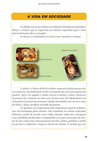 13
MELIPONICULTURA NA AMAZÔNIA
A VIDA EM SOCIEDADE
	 As abelhas vivem em colônias ou colmeias formadas por indivíduos
fêmeas e machos que se organizam em funções específicas para o bom
desenvolvimento dessa sociedade.
	 As fêmeas se subdividem em duas castas: operárias e rainhas.
	 A rainha é a fêmea fértil da colônia, responsável pela postura dos
ovos após ser fecundada pelo macho (na maioria das vezes por apenas um
macho). Após vôo nupcial, a rainha retorna à colônia e inicia o processo
de postura até o final de sua vida, cerca de dois anos. Em Meliponários na
Amazônia é possível encontrarmos rainhas fecundadas com até nove anos
de idade e, ainda, em plena atividade de postura.
	 As operárias são responsáveis pela manutenção geral da colônia e
não são fecundadas pelos machos. Elas trabalham na colônia realizando
diferentes tarefas de acordo com a idade. Quando ainda não conseguem
voar, trabalham produzindo e manipulando cera para construção de célu-
las de cria e potes para armazenamento de mel e pólen, ajudando a rainha
na postura e realizando a limpeza interna da colônia. À medida que vão
Abelha operária
Rainha virgem
Rainha fecundada
 