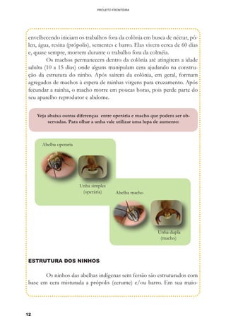 12
PROJETO FRONTEIRA
envelhecendo iniciam os trabalhos fora da colônia em busca de néctar, pó-
len, água, resina (própolis), sementes e barro. Elas vivem cerca de 60 dias
e, quase sempre, morrem durante o trabalho fora da colméia.
	 Os machos permanecem dentro da colônia até atingirem a idade
adulta (10 a 15 dias) onde alguns manipulam cera ajudando na constru-
ção da estrutura do ninho. Após saírem da colônia, em geral, formam
agregados de machos à espera de rainhas virgens para cruzamento. Após
fecundar a rainha, o macho morre em poucas horas, pois perde parte do
seu aparelho reprodutor e abdome.
ESTRUTURA DOS NINHOS
		
	 Os ninhos das abelhas indígenas sem ferrão são estruturados com
base em cera misturada a própolis (cerume) e/ou barro. Em sua maio-
Abelha operaria
Unha simples
(operária)
Unha dupla
(macho)
Abelha macho
Veja abaixo outras diferenças entre operária e macho que podem ser ob-
servadas. Para olhar a unha vale utilizar uma lupa de aumento:
 