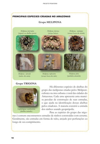 18
PROJETO FRONTEIRA
PRINCIPAIS ESPECIES CRIADAS NO AMAZONAS
Grupo MELIPONA
Melipona interrupta
(jupará ou abelha preta)
Melipona eburnea
(uruçu beiço)
Melipona lateralis
(nariz–de-anta)
Scaptotrigona xanthotricha
(abelha canudo)
Melipona rufiventris
(uruçu boca-de-ralo)
Melipona fulva
(jandaíra amarela)
Melipona seminigra
(uruçu boca-de-renda)
Grupo TRIGONA
	 Há diferentes espécies de abelhas do
grupo das melíponas criadas pelos Meliponi-
cultores na área urbana e rural das cidades do
Amazonas. Cada uma apresenta uma manei-
ra peculiar de construção de suas entradas,
o que ajuda na identificação dessas abelhas
pelos criadores. A maioria constrói a entrada
dos ninhos usando geoprópolis.
	 Para as espécies do grupo das trigo-
nas é comum encontrarmos entradas de ninhos construídas com cerume.
Geralmente, são entradas em forma de tubo, arejado por perfurações ao
longo de seu comprimento.
 