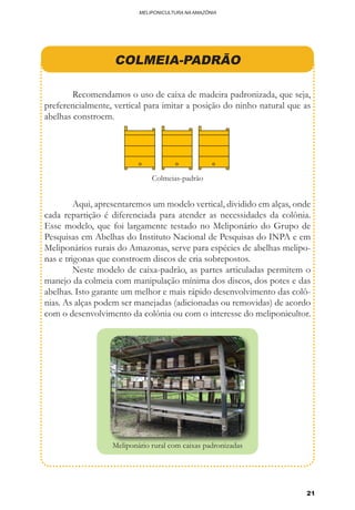 21
MELIPONICULTURA NA AMAZÔNIA
COLMEIA-PADRÃO
	 Recomendamos o uso de caixa de madeira padronizada, que seja,
preferencialmente, vertical para imitar a posição do ninho natural que as
abelhas constroem.
	 Aqui, apresentaremos um modelo vertical, dividido em alças, onde
cada repartição é diferenciada para atender as necessidades da colônia.
Esse modelo, que foi largamente testado no Meliponário do Grupo de
Pesquisas em Abelhas do Instituto Nacional de Pesquisas do INPA e em
Meliponários rurais do Amazonas, serve para espécies de abelhas melipo-
nas e trigonas que constroem discos de cria sobrepostos.
	 Neste modelo de caixa-padrão, as partes articuladas permitem o
manejo da colmeia com manipulação mínima dos discos, dos potes e das
abelhas. Isto garante um melhor e mais rápido desenvolvimento das colô-
nias. As alças podem ser manejadas (adicionadas ou removidas) de acordo
com o desenvolvimento da colônia ou com o interesse do meliponicultor.
Colmeias-padrão
Meliponário rural com caixas padronizadas
 