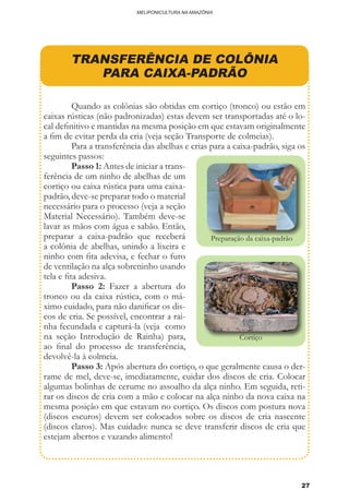 27
MELIPONICULTURA NA AMAZÔNIA
TRANSFERÊNCIA DE COLÔNIA
PARA CAIXA-PADRÃO
	 Quando as colônias são obtidas em cortiço (tronco) ou estão em
caixas rústicas (não padronizadas) estas devem ser transportadas até o lo-
cal definitivo e mantidas na mesma posição em que estavam originalmente
a fim de evitar perda da cria (veja seção Transporte de colmeias).
	 Para a transferência das abelhas e crias para a caixa-padrão, siga os
seguintes passos:
	 Passo 1: Antes de iniciar a trans­
ferência de um ninho de abelhas de um
cortiço ou caixa rústica para uma caixa­-
padrão, deve-se preparar todo o mate­rial
necessário para o processo (veja a seção
Material Necessário). Também deve-se
lavar as mãos com água e sabão. Então,
preparar a caixa-padrão que receberá
a colônia de abelhas, unindo a lixeira e
ninho com fita adevisa, e fechar o furo
de ventilação na alça sobreninho usando
tela e fita adesiva.
	 Passo 2: Fazer a abertura do
tronco ou da caixa rústica, com o má-
ximo cuidado, para não danificar os dis-
cos de cria. Se possível, encontrar a rai-
nha fecundada e capturá-la (veja como
na seção Introdução de Rainha) para,
ao final do processo de transferência,
devolvê-la à colmeia.
	 Passo 3: Após abertura do cortiço, o que geralmente causa o der-
rame de mel, deve-se, imediatamente, cuidar dos discos de cria. Colocar
algumas bolinhas de cerume no assoalho da alça ninho. Em seguida, reti-
rar os discos de cria com a mão e colocar na alça ninho da nova caixa na
mesma posição em que estavam no cortiço. Os discos com postura nova
(discos escuros) devem ser colocados sobre os discos de cria nascente
(discos claros). Mas cuidado: nunca se deve transferir discos de cria que
estejam abertos e vazando alimento!
Preparação da caixa-padrão
Cortiço
 