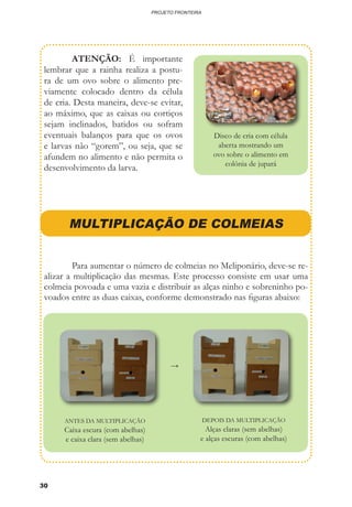 30
PROJETO FRONTEIRA
	 ATENÇÃO: É importante
lembrar que a rainha realiza a postu-
ra de um ovo sobre o alimento pre-
viamente colocado dentro da célula
de cria. Desta maneira, deve-se evitar,
ao máximo, que as caixas ou cortiços
sejam inclinados, batidos ou sofram
eventuais balanços para que os ovos
e larvas não “gorem”, ou seja, que se
afundem no alimento e não permita o
desenvolvimento da larva.
MULTIPLICAÇÃO DE COLMEIAS
	 Para aumentar o número de colmeias no Meliponário, deve-se re-
alizar a multiplicação das mesmas. Este processo consiste em usar uma
colmeia povoada e uma vazia e distribuir as alças ninho e sobreninho po-
voados entre as duas caixas, conforme demonstrado nas figuras abaixo:
ANTES DA MULTIPLICAÇÃO
Caixa escura (com abelhas)
e caixa clara (sem abelhas)
DEPOIS DA MULTIPLICAÇÃO
Alças claras (sem abelhas)
e alças escuras (com abelhas)
→
Disco de cria com célula
aberta mostrando um
ovo sobre o alimento em
colônia de jupará
 