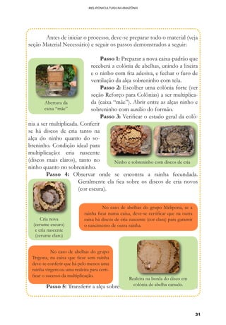 31
MELIPONICULTURA NA AMAZÔNIA
	 Antes de iniciar o processo, deve-se preparar todo o material (veja
seção Material Necessário) e seguir os passos demonstrados a seguir:
	 Passo 1: Preparar a nova caixa-padrão que
receberá a colônia de abelhas, unindo a lixei­ra
e o ninho com fita adesiva, e fechar o furo de
ventilação da alça sobreninho com tela.		
	 Passo 2: Escolher uma colônia forte (ver
seção Reforço para Colônias) a ser multiplica-
da (caixa “mãe”). Abrir entre as alças ninho e
sobreninho com auxílio do formão.
	 Passo 3: Verificar o estado geral da colô-
nia a ser multiplicada. Conferir
se há discos de cria tanto na
alça do ninho quanto do so-
breninho. Condição ideal para
multiplicação: cria nascente
(discos mais claros), tanto no
ninho quanto no sobreninho.
	 Passo 4: Observar onde se encontra a rainha fecundada.
Geralmente ela fica sobre os discos de cria novos
(cor escura).
	 Passo 5: Transferir a alça sobreninho (que deve possuir discos de
Abertura da
caixa “mãe”
Ninho e sobreninho com discos de cria
Cria nova
(cerume escuro)
e cria nascente
(cerume claro)
	 No caso de abelhas do grupo Melipona, se a
rainha ficar numa caixa, deve-se certificar que na outra
caixa há discos de cria nascente (cor clara) para garantir
o nascimento de outra rainha.
	 No caso de abelhas do grupo
Trigona, na caixa que ficar sem rainha
deve-se conferir que há pelo menos uma
rainha virgem ou uma realeira para certi-
ficar o sucesso da multiplicação.
Realeira na borda do disco em
colônia de abelha canudo.
 