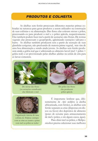 35
MELIPONICULTURA NA AMAZÔNIA
PRODUTOS E COLHEITA
	 As abelhas sem ferrão processam diferentes materias primas co-
letadas na natureza para gerar produtos a serem utilizados na construção
de suas colônias e na alimentação. Das flores elas coletam néctar e pólen,
processando-os para produzir o mel e o pólen apícola, respectivamente.
Elas tambem podem fazer mel a partir de secreções não florais. De resinas
vegetais elas processam o geoprópolis, aglutinando secreções salivares e
barro. As abelhas também produzem cera a partir da secreção de suas
glandulas cerigenas, não precisando de materia prima vegetal, mas sim de
uma boa alimentação e sendo ainda jovens. As abelhas sem ferrão produ-
zem ainda a geléia real que é adicionada ao alimento larval (mel + pólen +
geléia real) a ser provisionado pelas abelhas adultas na celula de cria para
as larvas comerem.
	 É importante lembrar que, dife-
rentemente de Apis mellifera (a abelha
africanizada, com ferrão), as abelhas sem
ferrão separam as crias (dispostas em dis-
cos ou favos) dos depósitos de alimento
(potes de cerume para armazenamento
de mel e polen, e em alguns casos, água).
	 Para obter mel ou pólen, o Melipo-
nicultor precisa selecionar suas melhores
Do néctar das flores
(ou secreções extraflorais)
elas fabricam o mel.
Do pólen das flores
elas produzem
pólen apícola
Organização interna de uma
colônia de Melipona seminigra
com as crias ao centro e potes
com mel ou pólen ao redor
 