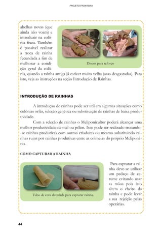 44
PROJETO FRONTEIRA
abelhas novas (que
ainda não voam) e
introduzir na colô-
nia fraca. Também
é possivel realizar
a troca de rainha
fecundada a fim de
melhorar a condi-
ção geral da colô-
nia, quando a rainha antiga já estiver muito velha (asas desgastadas). Para
isto, veja as instruções na seção Introdução de Rainhas.
INTRODUÇÃO DE RAINHAS
	 A introduçao de rainhas pode ser util em algumas situações como
colônias orfãs, seleção genética ou substituição de rainhas de baixa produ-
tividade.
	 Com a seleção de rainhas o Meliponicultor poderá alcançar uma
melhor produtividade de mel ou pólen. Isso pode ser realizado trocando-
-se rainhas produtivas com outros criadores ou mesmo substituindo rai-
nhas ruins por rainhas produtivas entre as colmeias do próprio Meliponá-
rio.
COMO CAPTURAR A RAINHA
	Para capturar a rai-
nha deve-se utilizar
um pedaço de ce-
rume evitando usar
as mãos pois isto
altera o cheiro da
rainha e pode levar
a sua rejeição pelas
operárias.
Tubo de cera alveolada para capturar rainha.
Discos para reforço
 