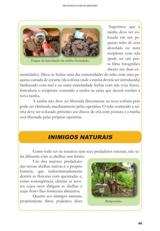 45
MELIPONICULTURA NA AMAZÔNIA
	Sugerimos que a
rainha deva ser co-
locada em um pe-
queno tubo de cera
alveolada ou num
recipiente com tela
(pode ser um por-
ta filme fotográfico
aberto nas duas ex-
tremidades). Deve-se fechar uma das extremidades do tubo com uma pe-
quena camada de cerume (da colônia onde a rainha deverá ser introduzida)
lambuzado com mel e na outra extremidade fechar com tela (veja fotos).
Introduzir o recipiente contendo a rainha na caixa que deverá receber a
nova rainha.
	 A rainha não deve ser libertada diretamente na nova colônia pois
pode ser eliminada imediatamente pelas operárias. O tubo contendo a rai-
nha deve ser colocado próximo aos discos de cria com postura e a rainha
será libertada pelas próprias operárias.
Etapas da introdução de rainha fecundada.
INIMIGOS NATURAIS
	 Como todo ser na natureza tem seus predadores naturais, não se-
ria diferente com as abelhas sem ferrão.
	 Um dos maiores predadores
das nossas abelhas nativas é o próprio
homem, que indiscriminadamente
destrói as florestas com queimadas e,
como conseqüência, elimina as árvo-
res cujos ocos abrigam as abelhas e
cujas flores lhes fornecem alimentos.
	 Quanto aos inimigos naturais,
propriamente ditos, podemos dizer Meliponário.
 