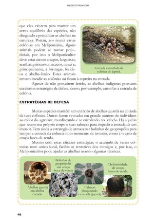 46
PROJETO FRONTEIRA
que eles existem para manter um
certo equilíbrio das espécies, não
chegando a prejudicar as abelhas na
natureza. Porém, aos reunir varias
colônias em Meliponários, alguns
animais podem se tornar preju-
diciais, por isso o Meliponicultor
deve estar atento a sapos, largatixas,
aranhas, pássaros, macacos, iraras e,
principalmente, a formigas, foríde-
os e abelha-limão. Estes animais
tentam invadir as colônias ou ficam à espreita na entrada.
	 Apesar de não possuírem ferrão, as abelhas indigenas possuem
excelentes estratégias de defesa, como, por exemplo, camuflar a entrada da
colônia.
ESTRATÉGIAS DE DEFESA
	 Muitas espécies mantêm um exército de abelhas-guarda na entrada
de suas colônias. Outras fazem revoadas em grande número de individuos
ao redor do agressor, mordiscando e se enrolando no cabelo. Há aquelas
que usam seu próprio corpo e suas cabeças para impedir a entrada de um
invasor. Tem ainda a estrategia de armazenar bolinhas de geopropólis para
tampar a entrada da colmeia num momento de invasão, como é o caso da
uruçu boca-de-renda.
	 Mesmo com estas eficazes estratégias, o acúmulo de varias col-
meias num unico local, facilita as tentativas dos inimigos e, por isso, o
Meliponicultor pode ajudar as abelhas usando algumas técnicas.
Abelhas guarda
em abelha
canudo
Bolinhas de
geoprópolis
em uruçu
boca-de-renda
Cabeças
bloqueando
a entrada (jupará)
Defensividade
de uruçu
boca-de-renda
Entrada camuflada de
colônia de jupará.
 