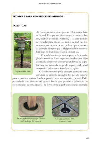 47
MELIPONICULTURA NA AMAZÔNIA
TÉCNICAS PARA CONTROLE DE INIMIGOS
FORMIGAS
	As formigas são atraídas para as colmeias em bus-
ca de mel. Elas podem ainda atacar e matar as lar-
vas, abelhas e rainha. Portanto, o Meliponicultor
deve cuidar para não deixar restos de mel nas fer-
ramentas, no suporte ou em qualquer parte externa
da colmeia. Sempre que o Meliponicultor observar
formigas no Meliponário deve eliminá-las.
O cuidado começa nos suportes de instala-
ção das colmeias. Uma espuma embebida em óleo
queimado (de motor) ou óleo de andiroba ou copa-
íba deve ser enrolada no pé do suporte individual
ou coletivo evitando as formigas e cupins.
	 O Meliponicultor pode também construir uma
estrutura de cimento ao redor dos pés do suporte
para armazenar o óleo. Ainda, é possível usar um suporte em tubo PVC,
preenchido com cimento até quase a borda para permitir a colocação do
óleo embaixo de uma cruzeta de ferro sobre a qual se colocará a colmeia.
Espuma com óleo
Proteção contra formiga: óleo ao
redor do pé do suporte
Cavalete em tubo PVC
contendo óleo
 