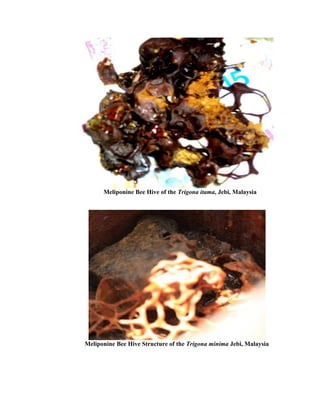 Meliponine Bee Hive of the Trigona itama, Jebi, Malaysia
Meliponine Bee Hive Structure of the Trigona minima Jebi, Malaysia
 