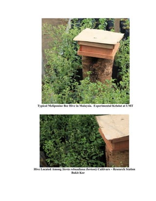 Typical Meliponine Bee Hive in Malaysia. Experimental Kelulut at UMT
Hive Located Among Stevia rebuadiana (bertoni) Cultivars ~ Research Station
Bukit Kor
 
