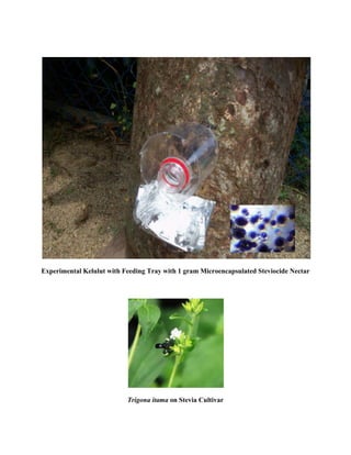 Experimental Kelulut with Feeding Tray with 1 gram Microencapsulated Steviocide Nectar
Trigona itama on Stevia Cultivar
 