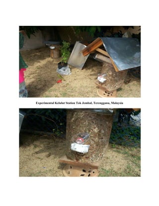 Experimental Kelulut Station Tok Jembal, Terengganu, Malaysia
 