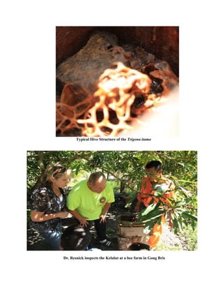 Typical Hive Structure of the Trigona itama
Dr. Resnick inspects the Kelulut at a bee farm in Gong Bris
 